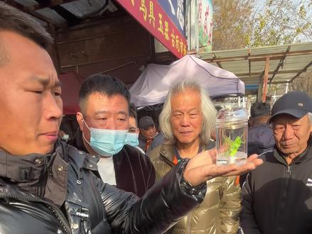 蝈蝈 如何挑选蝈蝈和扎嘴?揭秘干货它来了#摆摊 #蝈蝈#扎嘴