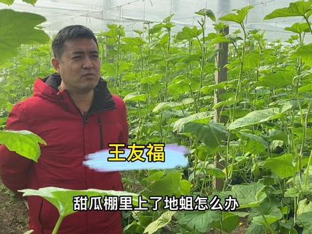 甜瓜黑头蛆怎么解决#病虫害防治 #甜瓜种植 #蔬菜种植#王友福#种植技术#新农人#农业