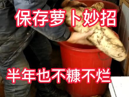 我家保存萝卜十几年一直用这个方法,不糠也不烂,和新鲜的一样