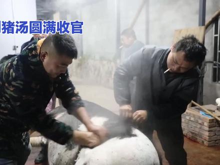 呆呆刨猪汤圆满收官 两天涨粉170万 背后是真诚与烟火气的共鸣