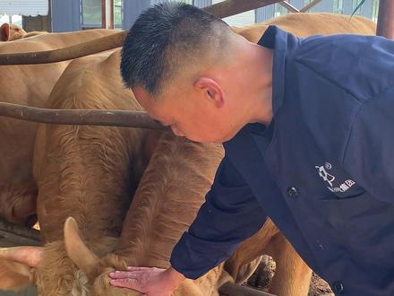 今天给大家介绍一下我们的牛喝水的和牛吃完麦草后大概什么时候喝水 夏天养牛如何降温 #牛厂长养牛日常 #抖音三农 #三农 #绿色养殖 #养殖人加油