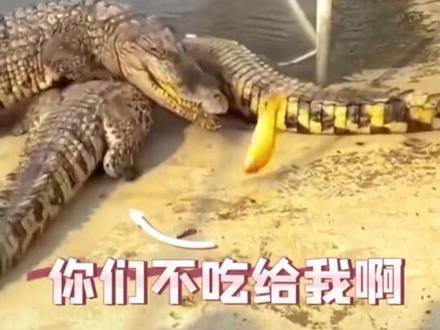 不怕神一样的对手,就怕猪一样的队友#关注我每天分享不同的搞笑故事 #动物的迷惑行为 #惊不惊喜意不意外刺不刺激 #鳄鱼 #男人的快乐就是这么简单