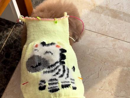 狗狗生肖小开衫的编织方法(六)#狗狗毛衣编织