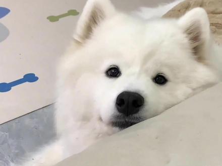 萨摩耶为什么是三傻之一 #萨摩耶 #雪橇三傻