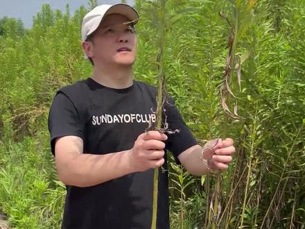 现在是加拿大一枝黄花防治的最佳时期#加拿大一枝花 #加拿大一枝黄花 #入侵物种 #入侵植物