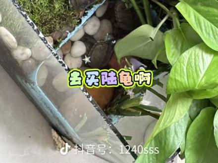 你这是养龟还是养龙眼叶啊?黄的绿的一大缸……#新手养龟误区 #新手养龟 #养龟经验分享