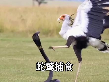 蛇鹫击败眼镜王蛇,科普解说#动物世界#野生动物零距离 #动物科普 #动物解说