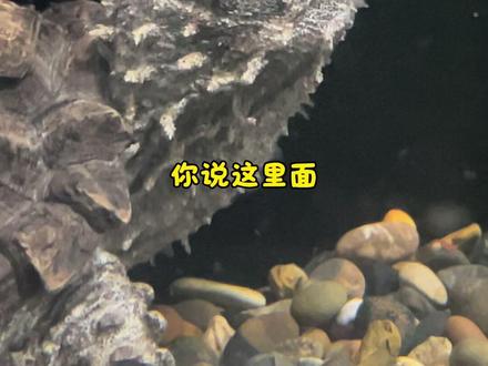 开了个新缸,终于实现了溪流缸里养大鳄龟了! #开箱视频 #龟缸 #万物可爱计划#大鳄龟 #葆易马赫龟缸