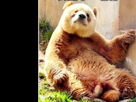 表里不一的七仔看上去有八百个心眼子,外表跟性格成反比#大熊猫七仔 #熊猫
