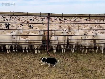 一条狗的使命,草原才是边牧的家#边牧 #狗狗 #牧羊犬 #边境牧羊犬 #萌宠