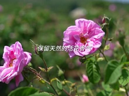 用鲜花花水制作沐浴露,锁住天然鲜花香,给肌肤原生态温柔香氛~#半亩花田 #沐浴露 #溯源#玫瑰#香氛