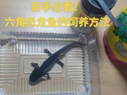 #vlog日常 #奇妙的动物 六角恐龙鱼的饲养心得分享