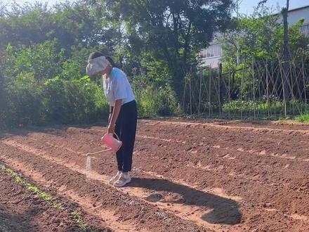 虽然立秋了,但是温度还是比较高,种完白菜萝卜,要保持土壤湿润,才能很好的出苗,提高出苗率。#萝卜种植技巧 #白菜种植 #记录我的种植生活 #我的小菜园