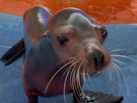 邪恶QQ肠海狮大人#海狮 #神奇动物在抖音 #动物世界#搞笑#可爱