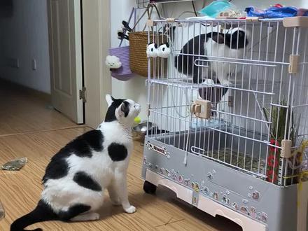 今天视频一秒都不用剪,猫兔大战大爆发#猫兔大战