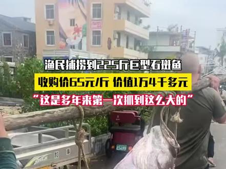 渔民捞到225斤巨型石斑鱼,收购价65元/斤,十年头回见,价值1.4万!#奇迹 #石斑鱼 #绝了 #捕鱼