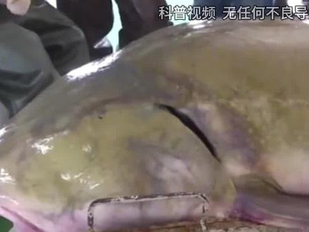 一条鱼一辈子不杀,最后能长到多大?黑龙江鱼王重达1000多斤 (2)#鲟鱼 #达氏鳇 #鳇鱼 #鱼类