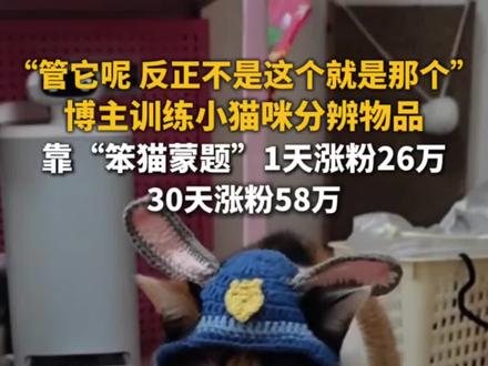 博主训练小猫咪分辨物品