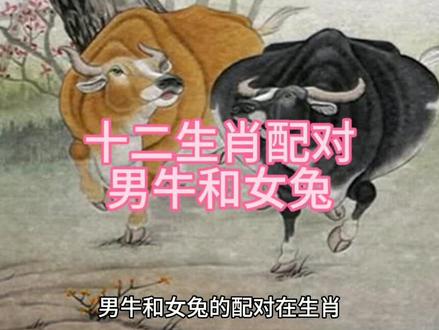 十二生肖配对男牛和女兔 #十二生肖情感