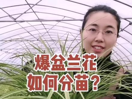 爆盆得兰花如何分苗?#种下兰花草#上海楚园#抖音小助手