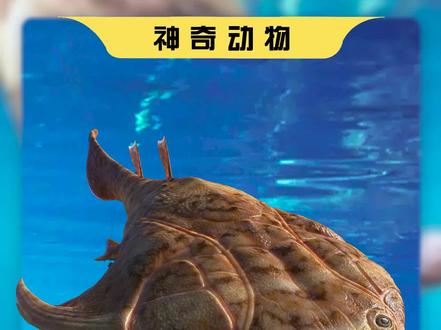 奇迹秀山鱼:已知时代最早的有颌鱼类 #古鱼 #人类进化 #人类是从鱼进化而来的 #科普
