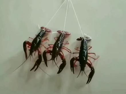 “扯蛋”源于“扯淡”,意思是闲扯、胡扯。至于这“淡”怎么就变成了“蛋”,首先它们同音,另外嘛,仁者见仁智者见智,有人甚至在“扯”和“蛋”之间加上了联想丰富的“XX",这个“扯蛋”前面加一个“瞎”字,使“扯蛋”达到了极端的境地——一中国语言真丰富!不过,相对有些人而言,“瞎扯蛋”比“扯什么屌蛋”要文雅一些。现代“瞎扯蛋”的意思已经不仅仅局限于“东扯葫芦西扯瓢”地说些没意义的话,更多指做事情,风马牛不相及,乱弹琴,不能完成任务、造成或者可能造成不好的结果。#虾扯蛋