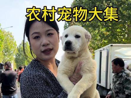 #中亚 #中亚牧羊犬 #中亚幼犬 @抖音小助手