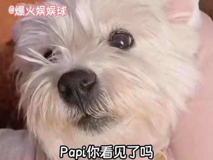 3年的等待没有白费,谢谢papi妈妈的坚持#西高地papi #宠物 #真实事件 #判决 #狗狗