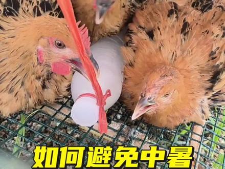 鸡如何预防中暑#三农养殖新技术 #养鸡 #三农 #养鸡小妙招 #养殖技术养鸡方法