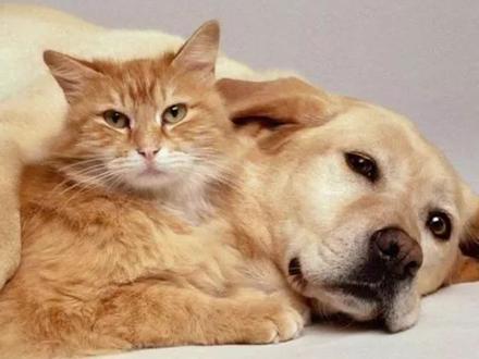 猫咪和狗狗到底谁更聪明? #萌宠出道计划 #猫咪 #科学养宠攻略 #萌宠好物 #养猫人