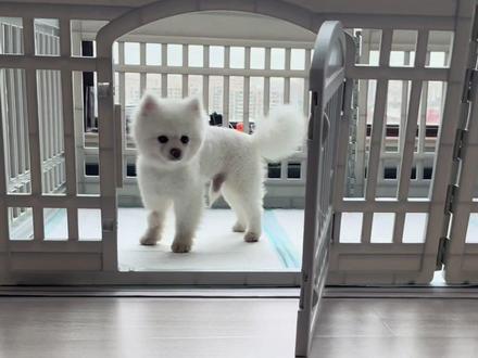 来更新Niki的进展啦,有进步哦!#博美 #绝育 #狗狗