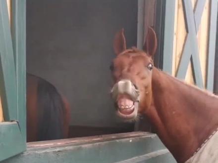 马:你这屁是有毒吧! #搞笑配音 #动物搞笑配音 #搞笑