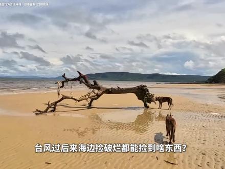 台风过后来海边捡垃圾都能捡到什么宝贝? #荒岛拾荒 #赶海 #台风过后 #沙滩寻宝 #海岛小爬菜