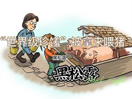 外国有钱人都爱吃的黑松露,竟是猪猪的下饭菜!#奇闻奇事 #搞笑 #专治不开心
