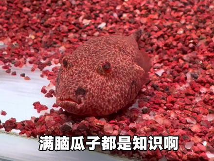 纯享版逛花鸟鱼市场,也算没有空手而归…#养鱼人 #水族爱好者 #鱼友 #热带鱼 #花鸟鱼市场