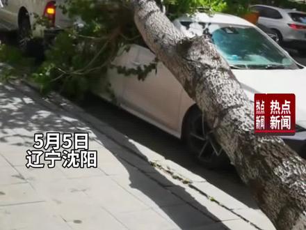 狂风突袭沈阳!沈阳强风来袭,行道树拦腰折断多车被砸受损,市民停车务必远离树下。#车辆被树砸中 #大风刮倒路边树木砸坏车辆 #大风吹倒大树 #新闻#沈阳大风
