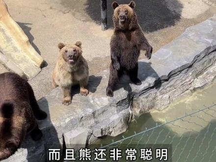 熊,报复心极强而且非常聪明#熊 #动物 #科普 #藏马熊