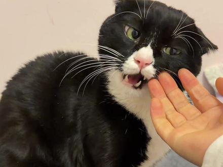 当我用河南话给奶牛猫配音 #萌宠 #宠物迷惑行为 #奶牛猫 #奶牛猫就是神经猫 #萌宠出道计划