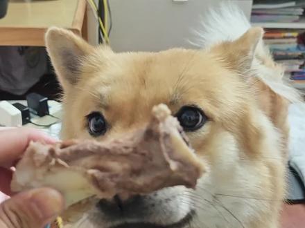 谁说中华田园犬不吃主人手上的食物?#我现在终于懂狗的心态了 #宠物零食 #田园犬大黄 #大黄