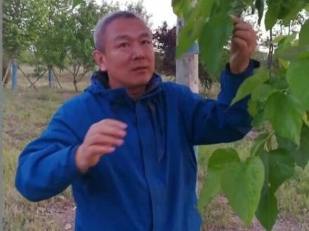 霜桑叶
每天认识一种中药材,今天认识一下霜桑叶。霜桑叶就是经霜降以后,霜打过的桑树叶子。内容仅供参考,身体不适线下就医。#霜桑叶 #中医中药