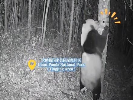 野生大熊猫双手抱树啃坏相机,“作案”过程被全程录下! #野生大熊猫#啃坏相机#录下