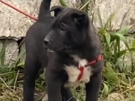 民间选狗秘诀四“四蹄踏雪,猎物刹绝”它们的四只爪都是白色的狗,是最厉害的,称为“四蹄踏雪”老一辈的人说,这种狗的特点是赶山打猎,常常能把一片山的猎物赶绝#中华田园犬 #土猎犬 #看家护院 #喜欢中华田园犬请关注