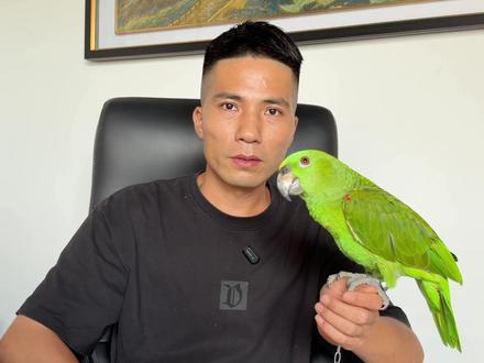 鹦鹉出现咬毛的情况,按照这个方法处理,先做排除。 #亚马逊鹦鹉 #灵宠