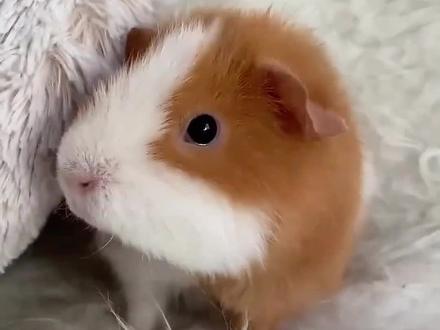 会发电报的小猪! #荷兰猪 #神奇动物在抖音