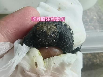 今天教一下大家乌龟收肚脐的一些注意事项,有两种方法给大家选择#佛鳄龟苗 #乌龟孵化过程 #乌龟出壳 #乌龟收肚脐需要注意什么 #乌龟肚脐要收多久 #养龟日常 #养龟知识分享 #乌龟蛋孵化 #乌龟蛋 #鳄龟繁殖