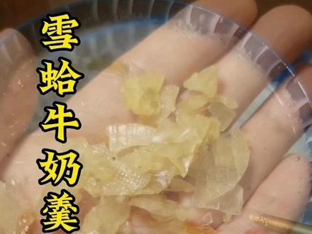 牛奶炖雪蛤,像我这样步骤炖一点也不腥气,你们也试试吧#记录真实生活 #原创美食#夏日炎炎有你真甜