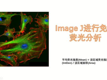 #sci #科研 #论文发表 #Imagej Image J进行免疫荧光分析-半定量分析