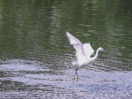 水田的守护神-白鹭,白鹭觅食全过程#白鹭抓鱼#