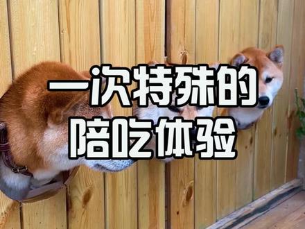 青岛也有这种狗狗主题餐厅啦#抖音心动餐厅 #美食分享官 #萌宠 #柴犬 @抖音美食