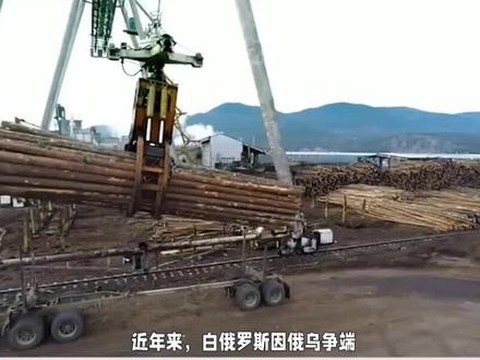 中白贸易正在升级,出口至中国的木材同比增长了154%!#木材 #进口木材